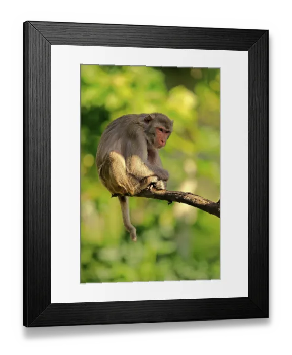 Framed Print : Rhesus macaque (Macaca mulatta)