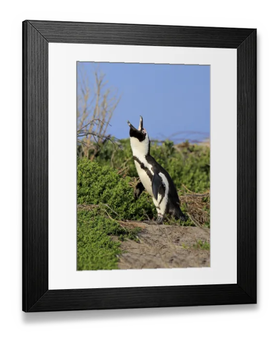 Framed Print : African penguin (Spheniscus demersus) Framed Print : African penguin (Spheniscus demersus)
