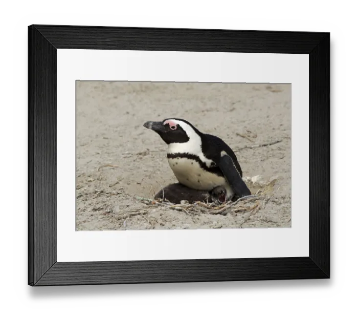 Framed Print : African penguin (Spheniscus demersus) Framed Print : African penguin (Spheniscus demersus)