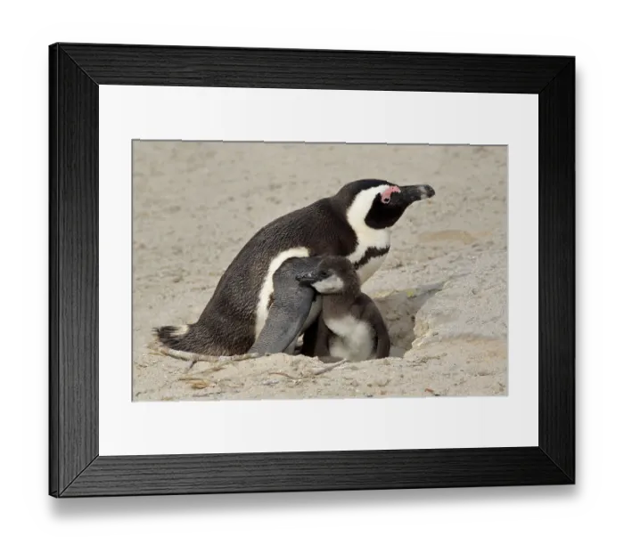 Framed Print : African penguin (Spheniscus demersus)