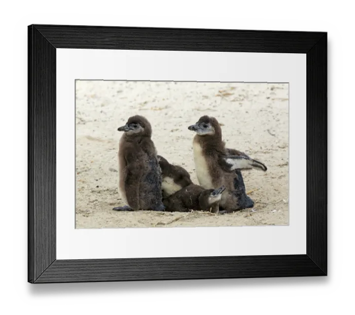 Framed Print : African penguin (Spheniscus demersus) Framed Print : African penguin (Spheniscus demersus)