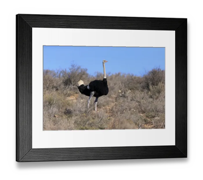 Framed Print : South African ostrich (Struthio camelus australis) Framed Print : South African ostrich (Struthio camelus australis)