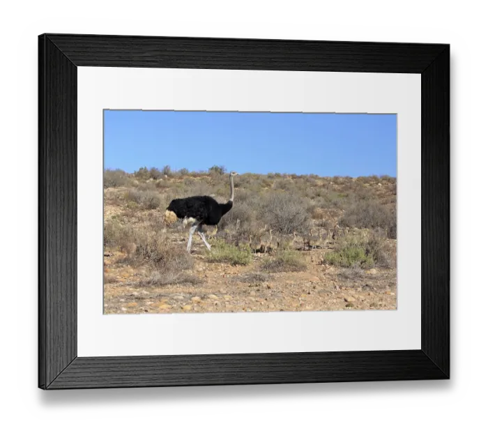 Framed Print : South African ostrich (Struthio camelus australis) Framed Print : South African ostrich (Struthio camelus australis)