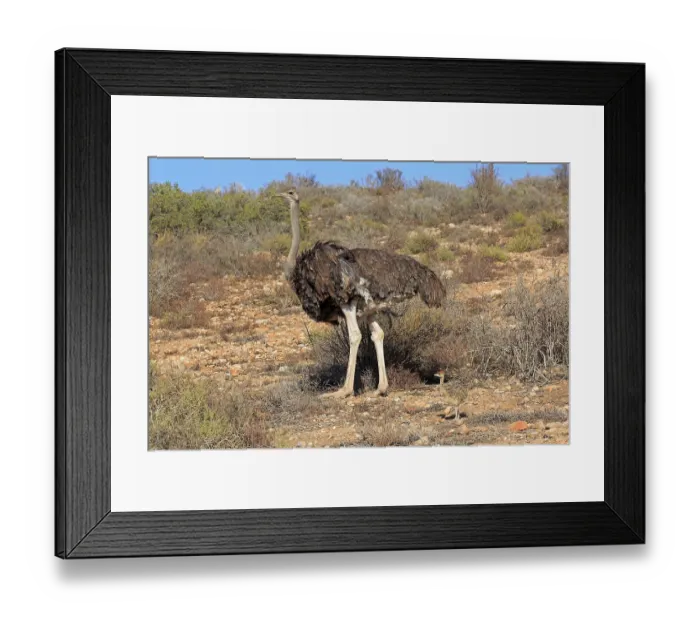 Framed Print : South African ostrich (Struthio camelus australis)