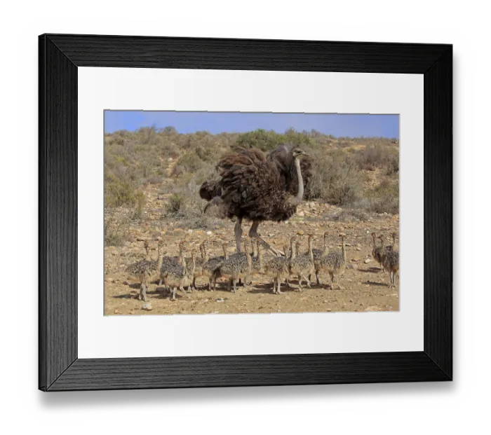 Framed Print : South African ostrich (Struthio camelus australis)