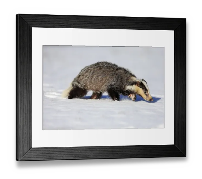 Framed Print : European badger (Meles meles), adult
