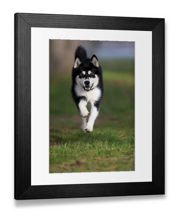 Framed Print : Alaskan Malamute (Canis lupus familiaris)