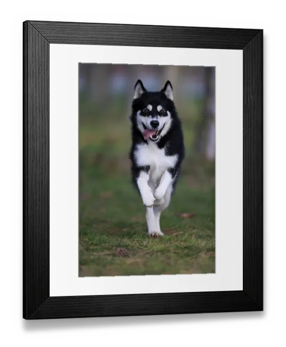 Framed Print : Alaskan Malamute (Canis lupus familiaris)