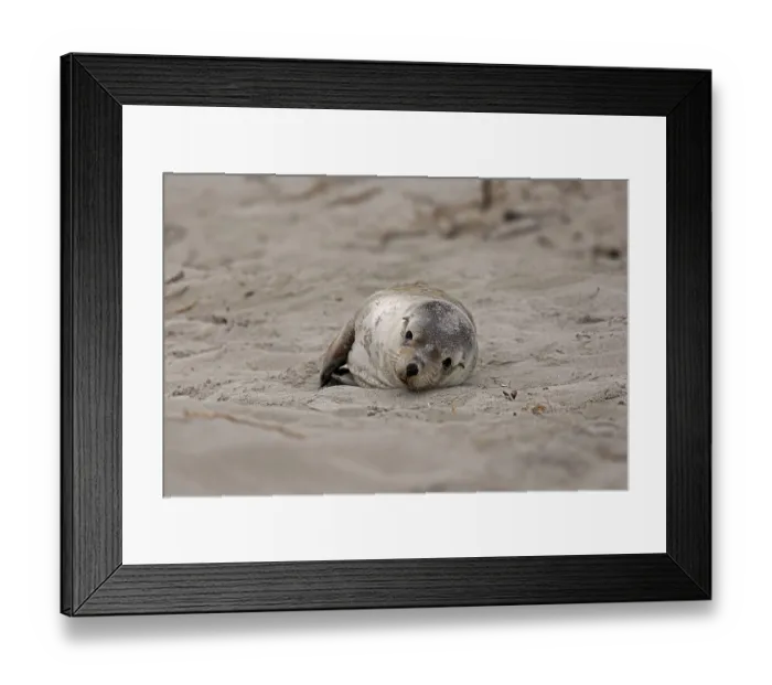 Framed Print : Australian sea lion (Neophoca cinerea)