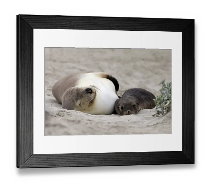 Framed Print : Australian sea lion (Neophoca cinerea) Framed Print : Australian sea lion (Neophoca cinerea)