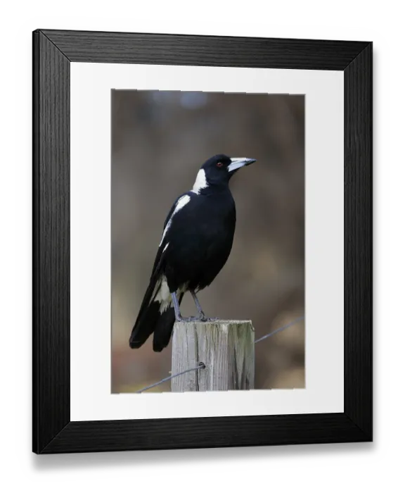 Framed Print : Australian magpie (Gymnorhina tibicen)