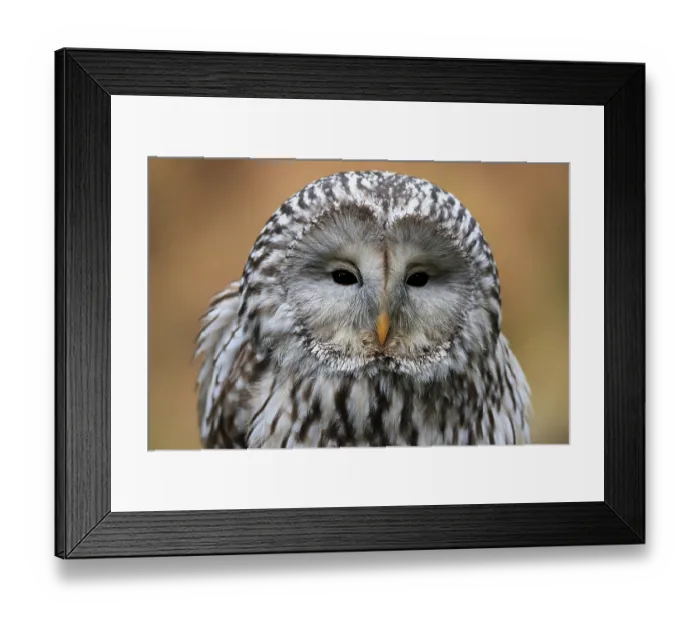 Framed Print : Ural owl (Strix uralensis), adult