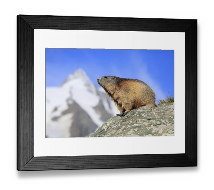 Framed Print : Alpine Marmot (Marmota marmota)