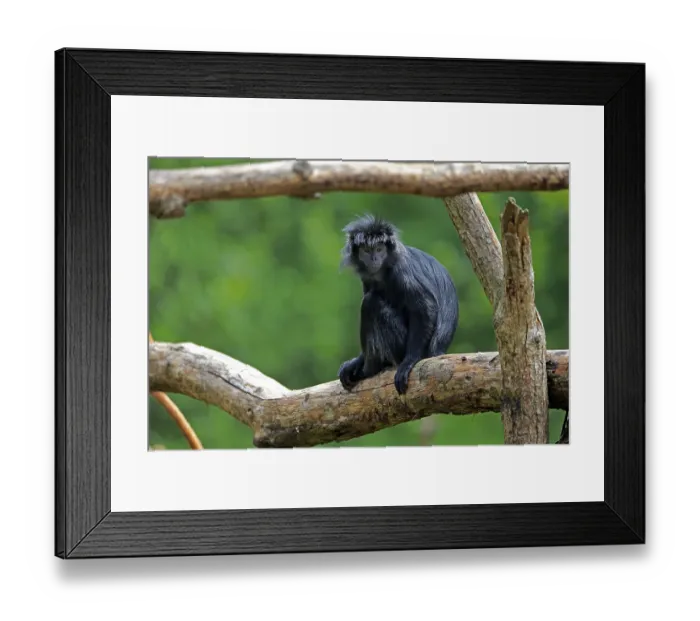 Framed Print : Javan lutung (Trachypithecus auratus) Framed Print : Javan lutung (Trachypithecus auratus)