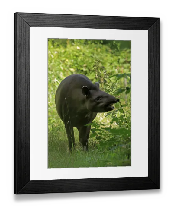 Framed Print : Lowland tapir (Tapirus terrestris)