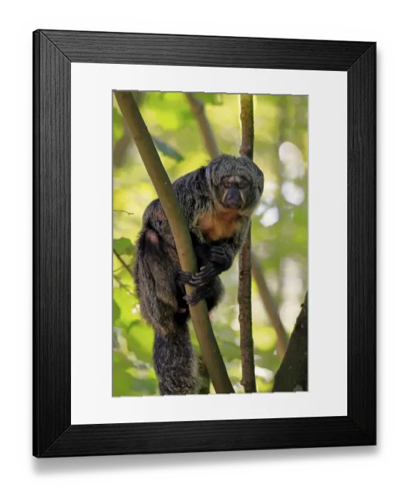 Framed Print : White-faced saki (Pithecia pithecia)