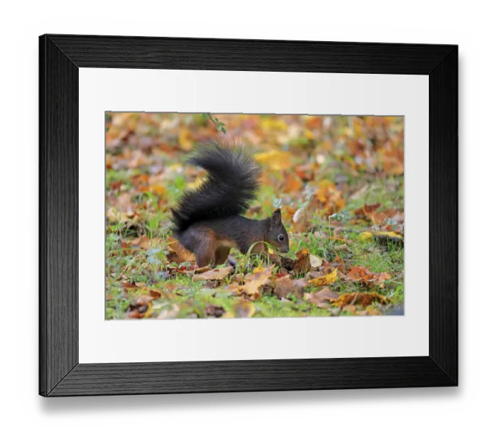 Framed Print : Eurasian red squirrel (Sciurus vulgaris) Framed Print : Eurasian red squirrel (Sciurus vulgaris)