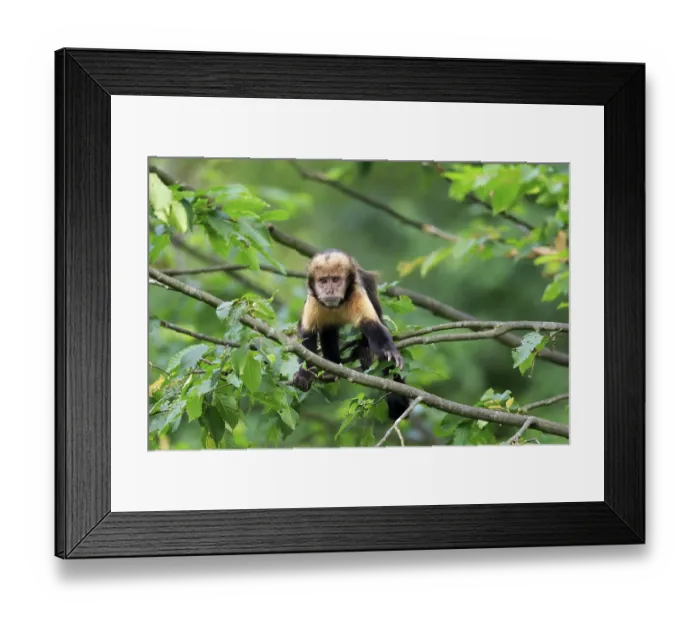 Framed Print : Golden-bellied capuchin (Sapajus xanthosternos)