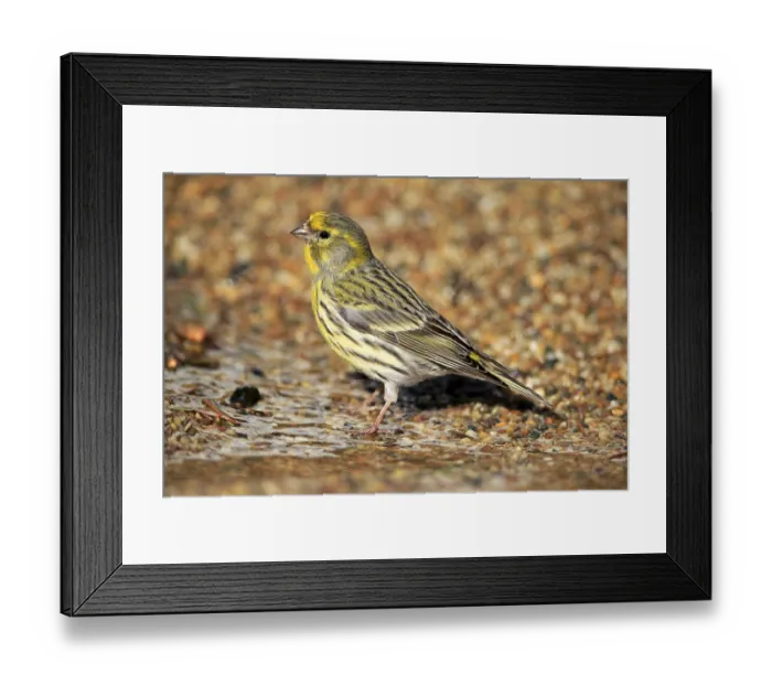 Framed Print : Serin (Serinus serinus), adult Framed Print : Serin (Serinus serinus), adult