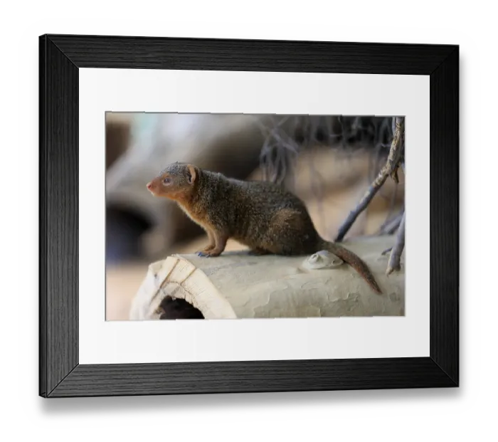 Framed Print : Dwarf mongoose (Helogale parvula)