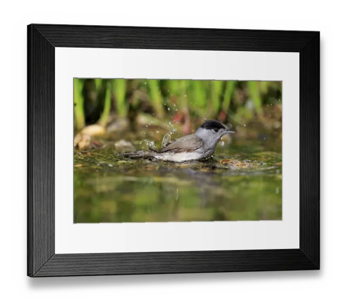 Framed Print : Blackcap (Sylvia atricapilla), adult Framed Print : Blackcap (Sylvia atricapilla), adult