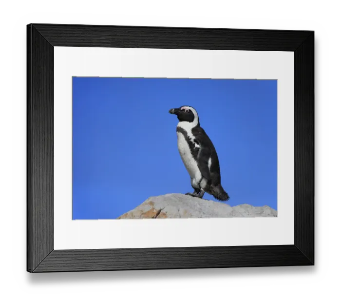 Framed Print : African penguin (Spheniscus demersus)