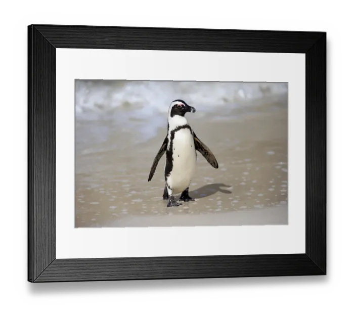 Framed Print : African penguin (Spheniscus demersus) Framed Print : African penguin (Spheniscus demersus)