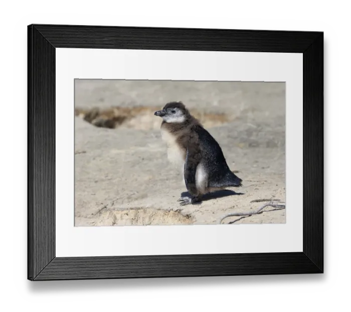 Framed Print : African penguin (Spheniscus demersus)