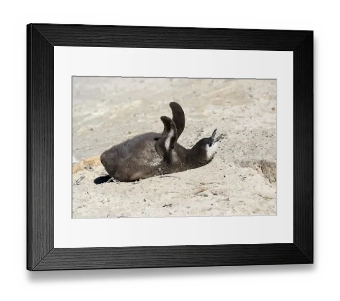 Framed Print : African penguin (Spheniscus demersus)