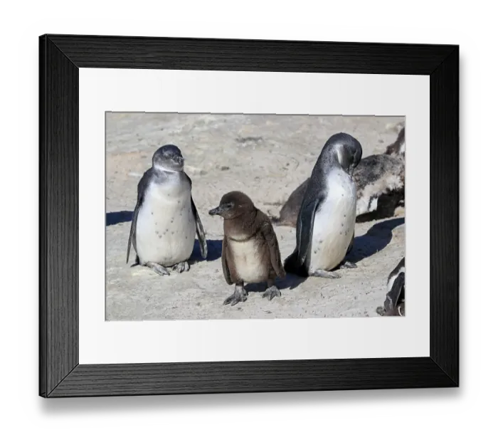 Framed Print : African penguin (Spheniscus demersus) Framed Print : African penguin (Spheniscus demersus)