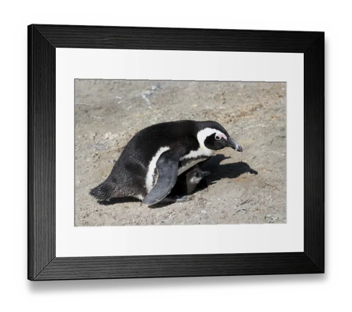 Framed Print : African penguin (Spheniscus demersus) Framed Print : African penguin (Spheniscus demersus)