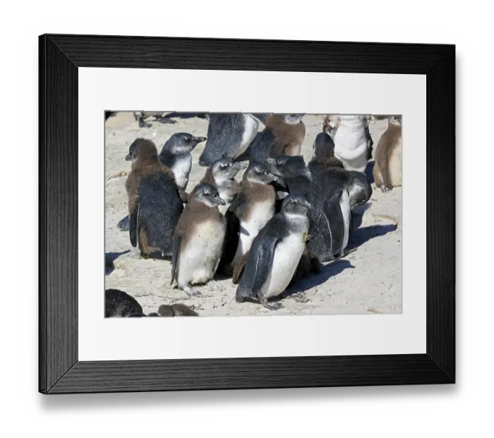 Framed Print : African penguin (Spheniscus demersus)