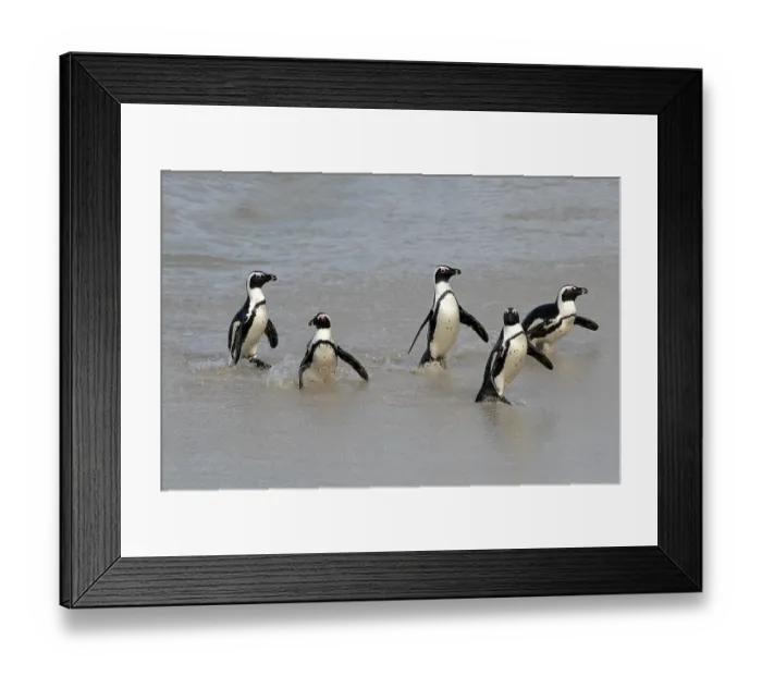 Framed Print : African penguin (Spheniscus demersus)