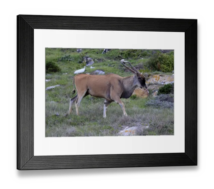 Framed Print : Common eland (Taurotragus oryx)
