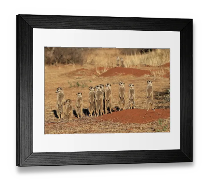 Framed Print : Meerkats (Suricata suricatta), meerkat