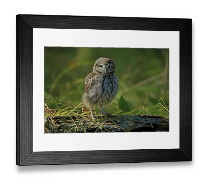 Framed Print : Pygmy Owl (Glaucidium passerinum)