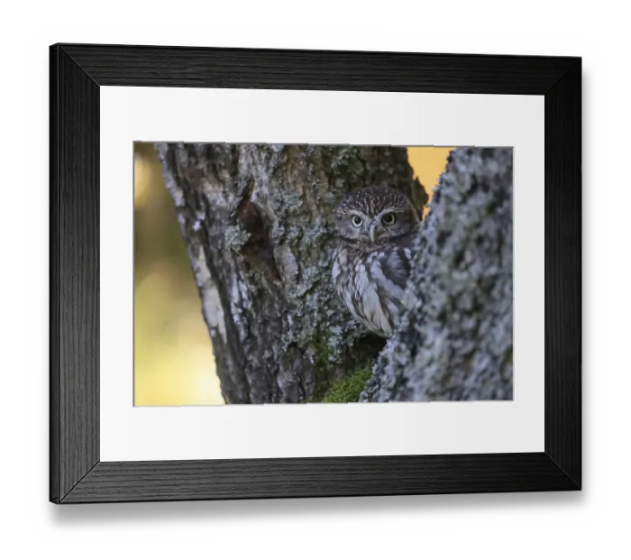 Framed Print : Pygmy Owl (Glaucidium passerinum)