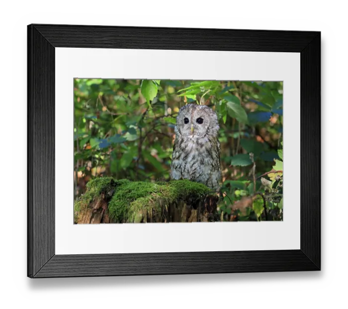 Framed Print : Tawny Owl (Strix aluco), adult
