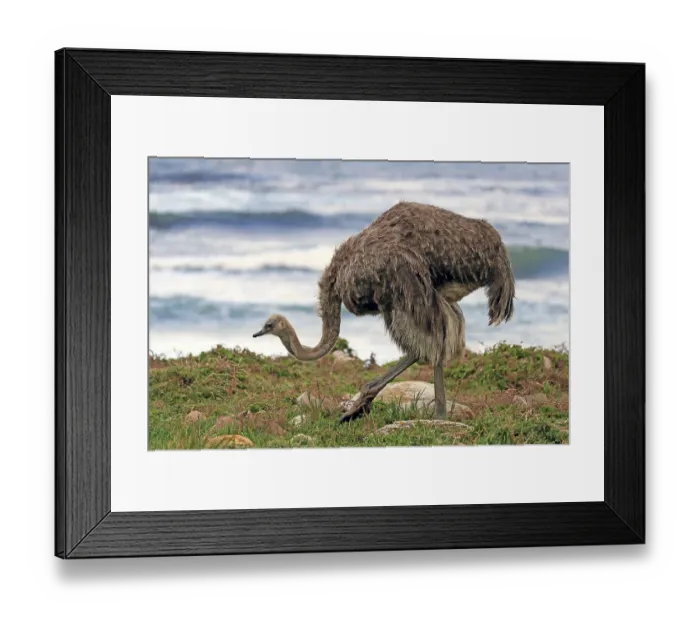 Framed Print : South African ostrich (Struthio camelus australis) Framed Print : South African ostrich (Struthio camelus australis)