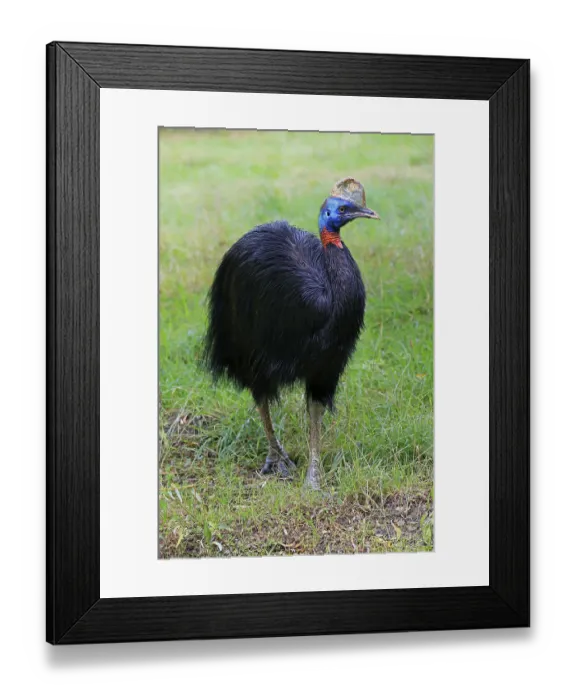 Framed Print : Northern cassowary (Casuarius unappendiculatus)