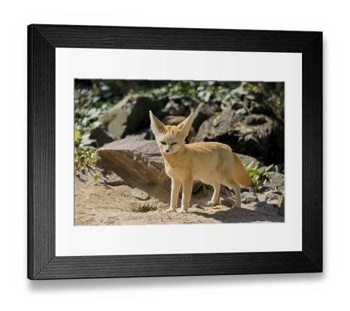 Framed Print : Fennek, fennec fox (Vulpes zerda)