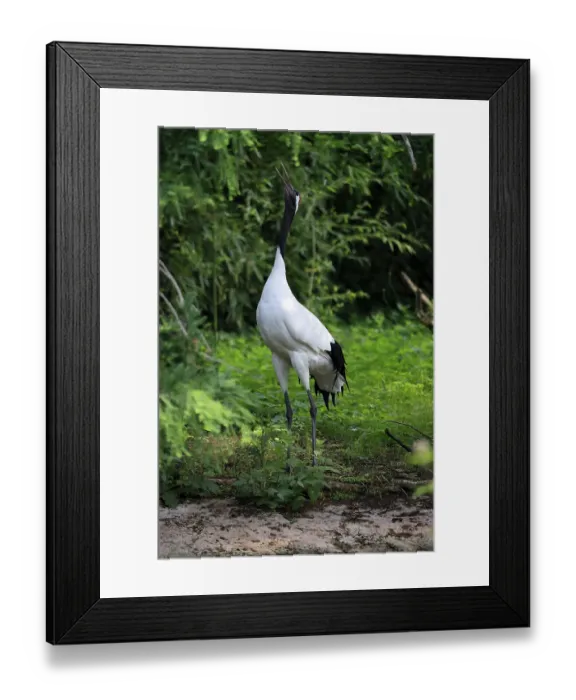 Framed Print : Red-crowned crane (Grus japonensis)