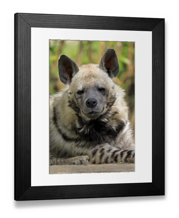 Framed Print : Striped hyena (Hyaena hyaena), adult