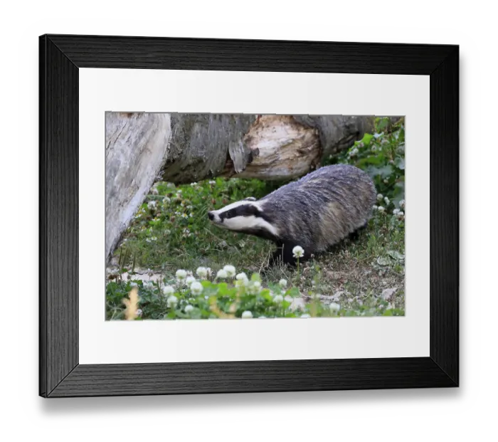 Framed Print : European badger (Meles meles), adult