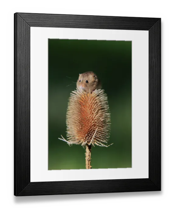 Framed Print : Eurasian harvest mouse (Micromys minutus) Framed Print : Eurasian harvest mouse (Micromys minutus)