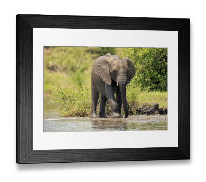 Framed Print : African elephant (Loxodonta africana)