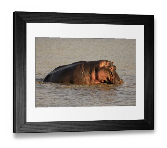 Framed Print : Hippopotamus (Hippopatamus amphibius) Framed Print : Hippopotamus (Hippopatamus amphibius)