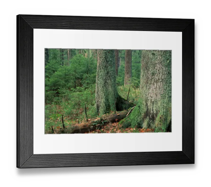 Framed Print : Mixed Forest, national park Bavarian Forest