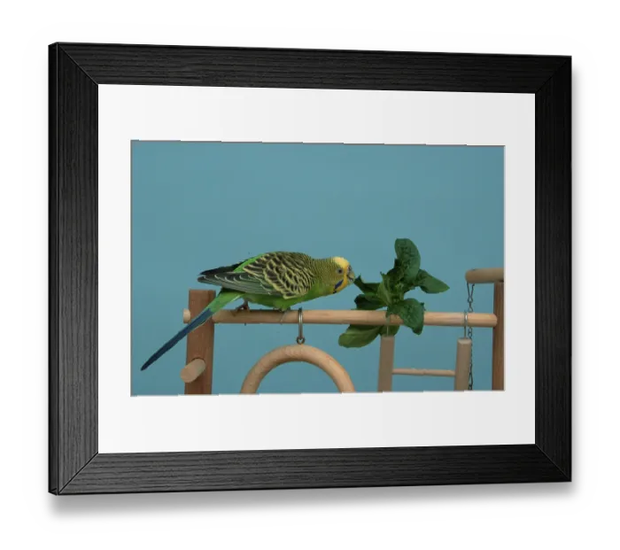 Framed Print : Budgerigar (Melopsittacus undulatus)