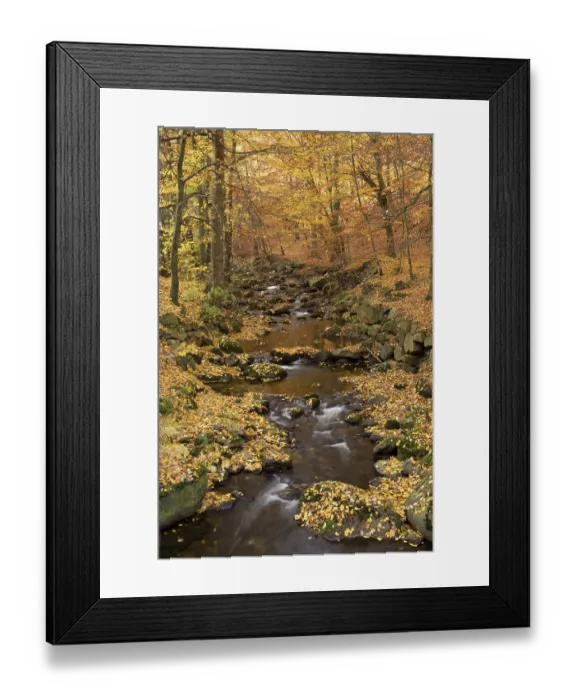 Framed Print : Ilse river in autumn, Ilsenburg